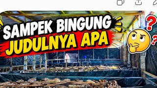 SAKING BANYAKNYA JANGKRIK Sampek Bingung Di Kasih Judul Apa..?