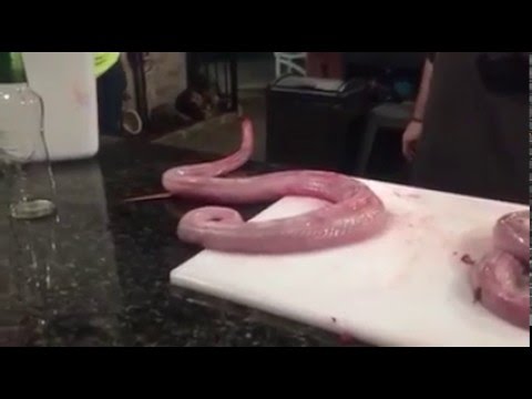 The Slithering Dead - Zombie Snake Is Not Your Dinner Tonight!