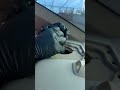 Actualizamos el audio de este BMW Serie 3: ¡De Fábrica a FANTÁSTICO!