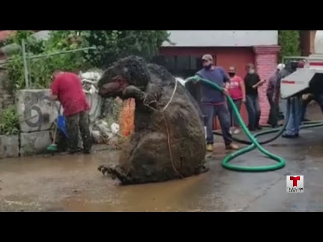 Fotos] Rata gigante sacada de alcantarilla de México y la historia