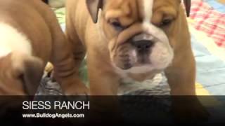 abbybulldogpups1216 by siessranch1 2,223 views 7 years ago 4 minutes, 3 seconds