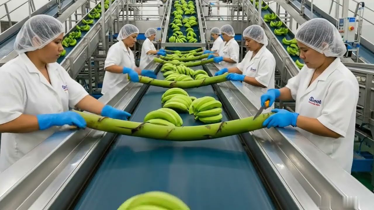Inside the World’s Largest High-Tech Banana Stem Processing Factory | Full Automatic Process