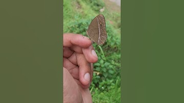 Thumbnail of Dangerous and beautiful insects in hand #youtube #trending #reels #short #shorts #ytshorts #insect
