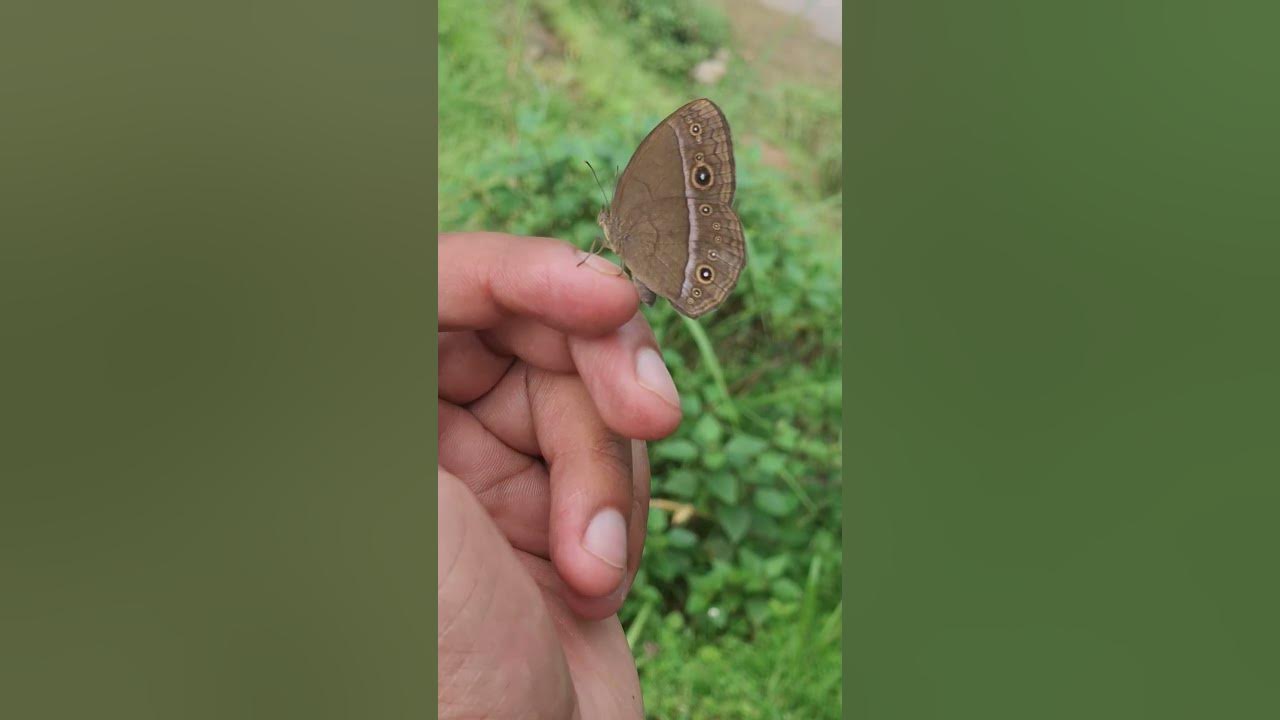 Dangerous and beautiful insects in hand #youtube #trending #reels #short #shorts #ytshorts #insect