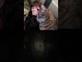 #twitchstreamer #twitchclips #silenthill2remake #katze #gaming