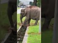 Elephants mother saved her son who fell into the drain