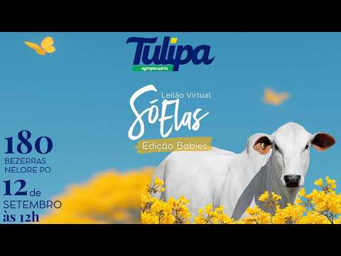 LOTE 93   APKT 1076
