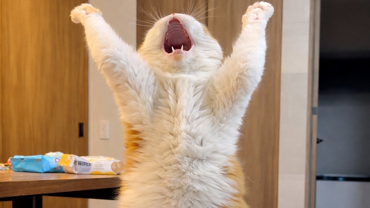 The Funniest Dog and Cat Moments Compilation 😹🐶 Best Of The Funny Animal Videos😂