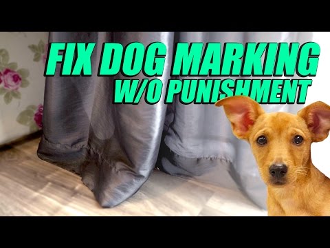 Video: Forståelse af hundemærkningsadfærd