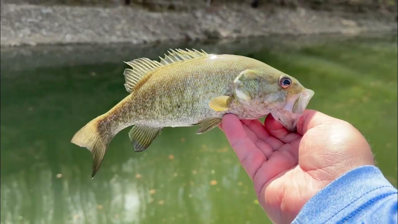 This Bait SLAYS During the Spring Bass Spawn!!! YouTube
