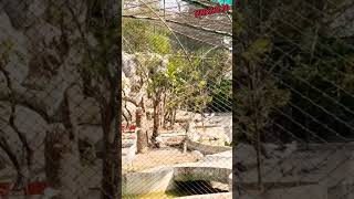 ନୂଆ ପ୍ରଜାତିର ବଗ ଦେଖିବାକୁ ପାଇଲୁ #short zoo Park video #viral zoo Park shorts #my story life