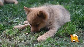 Щенки карело-финской лайки в сентябре 2023 :: Puppies of Finnish Spitz in September 2023