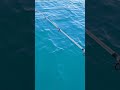 Learn Bottom Fishing In One Minute From A Boat In The Open Sea With Uncle Hisham The Professiona 