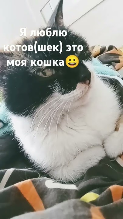 коты(шки) милые😁 - YouTube