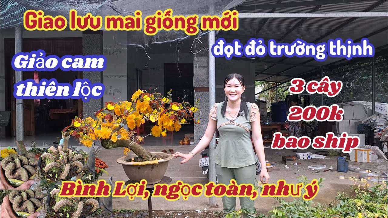 26/02/2026☎️0765289497💥Mai vàng mai giống, giảo ông thầy, cam thiên lộc, bạch mai thái 