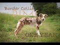 Border Collie Dime - One Year ♡