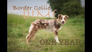 Border Collie Dime - One Year ♡