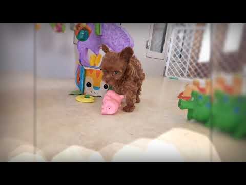 Chiots Caniche Toy à Vendre élevage Ile Aux Chiens