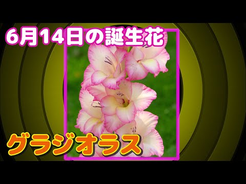 6月14日の誕生花 グラジオラス どんな花 あなたに送る花言葉は Youtube