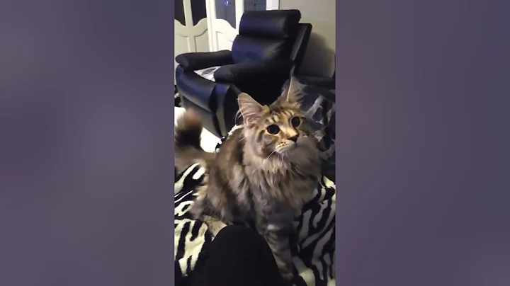 Watch the video about Maine coon kitten playing fetch
