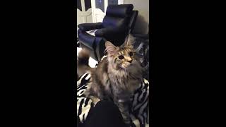 Maine coon kitten playing fetch by BlackJaguar-Maine Coon Ireland 922 views 6 years ago 1 minute, 40 seconds