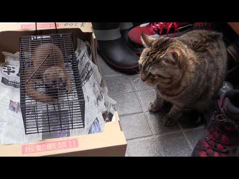 イタチを初めて見た猫の反応、Cats&rsquo; reaction to seeing Weasel for the first time