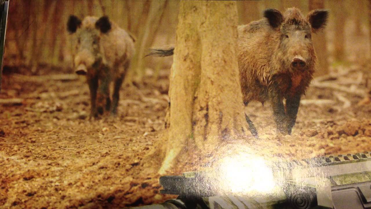 Hog Hunting guidelines in South Carolina YouTube