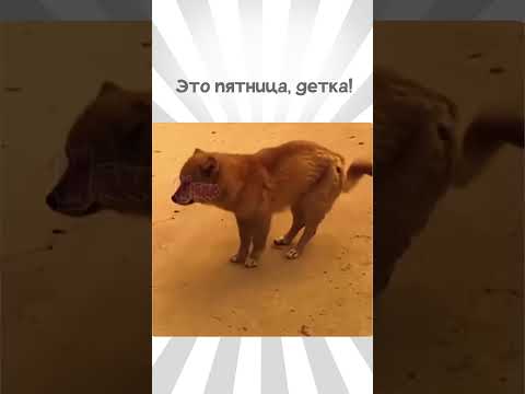 Пятница Юмор Мем Прикол Memes Топ Funny Пес Собака ТанцыВыходные