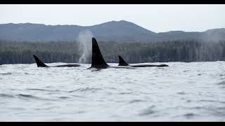 Whales, Sea Otters, and Bears - Coastal Rainforest Safaris