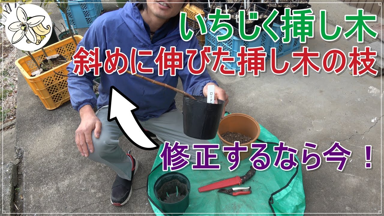 【鉢植えいちじく】挿し木を修正して鉢増し【やればできる】