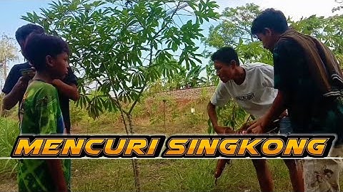 MALING SINGKONG || cerita pendek lucu || flm komedi bahasa jawa || MALING SINGKONG