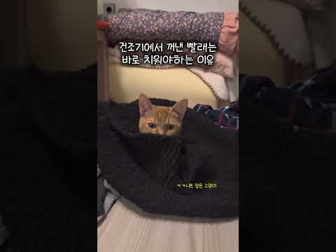 따끈보송한 빨래 못참지 #cat #고양이