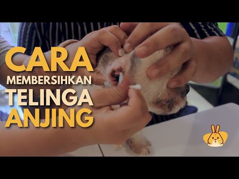 Video: Cara Membersihkan Telinga Anjing & Kucing