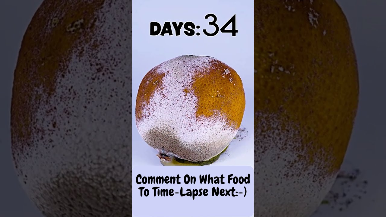 The Amazing Transformation of a Rotten Orange: Time-Lapse Video 