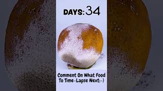 The Amazing Transformation of a Rotten Orange: Time-Lapse Video #shorts