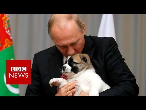 Putin got a puppy from Turkmenistan for his birthday - BBC News