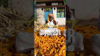 Happy Farmers ICAR IIMR  #maize #farming #indianchiefminister  #agriculture  #shivrajsinghchauhan
