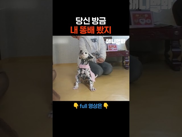 똔똔한 배.. 비밀로 해줘.. #애니멀봐 #shorts
