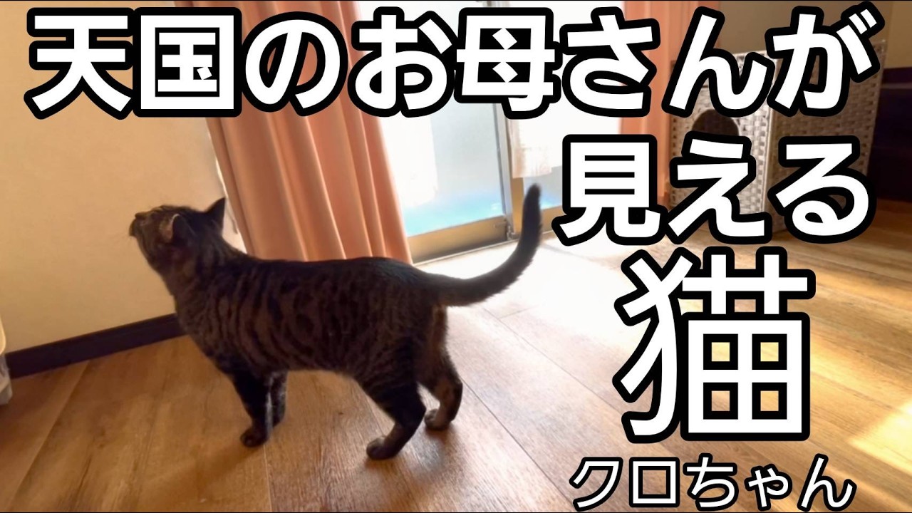天国へ行ったお母さんが見える猫 #クロちゃん #猫のいる暮らし  #giipet