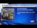 Prairie dog hunting ban protects black-footed ferrets