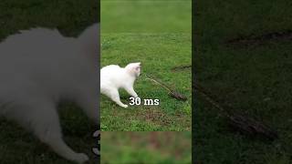 Who Has the Fastest Reflexes? Humans vs Animals 🧠⚡ | Cats Always Win!#Reflex #HumanVsAnimal #Cats