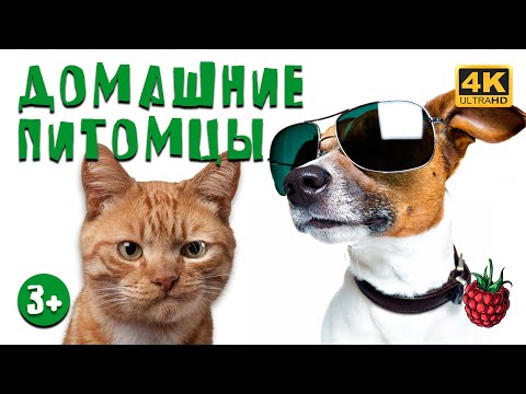 ДОМАШНИЕ ПИТОМЦЫ для детей | Как выбрать питомца?