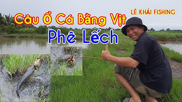 Cách Câu ổ cá bằng vịt hiệu quả 100%, Những pha táp đẹp mắt. Lê Khải Fishing.👍👍👍