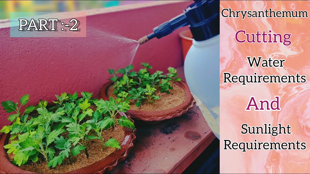 Guldavri/chandramallika/chrysanthemum cutting water & sunlight