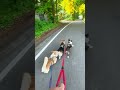 Szybki facet z pieskami #psy #corgi #welshcorgi #szort #cute #cardigan #pembroke #youtubeshorts
