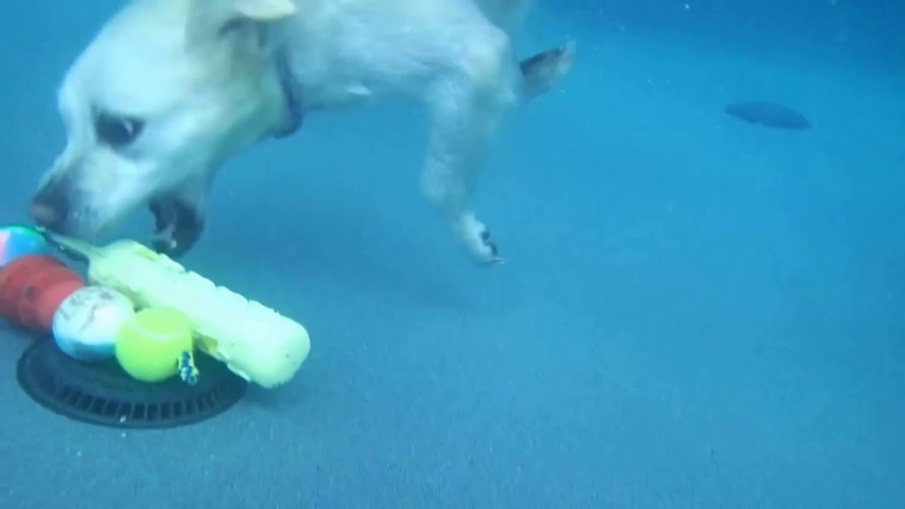 English Cream Golden Retriever Belly Belle dives underwater in swimming pool