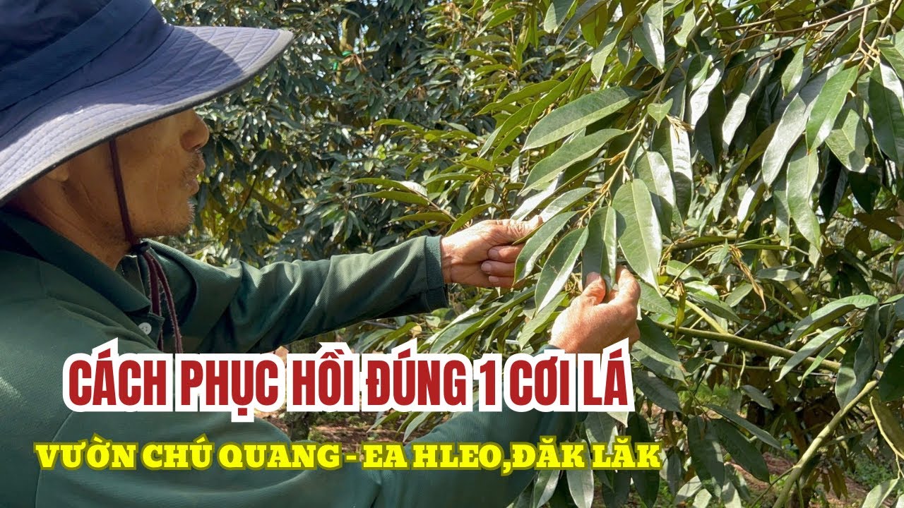 VÀO PHÂN ĐÚNG THỜI ĐIỂM CHUẨN ĐỂ LÀM 1 CƠI ĐỌT SẦU RIÊNG