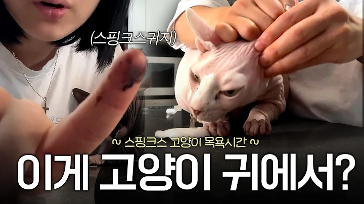 Watch the video about Cleaning the Ears of a Sphynx Cat