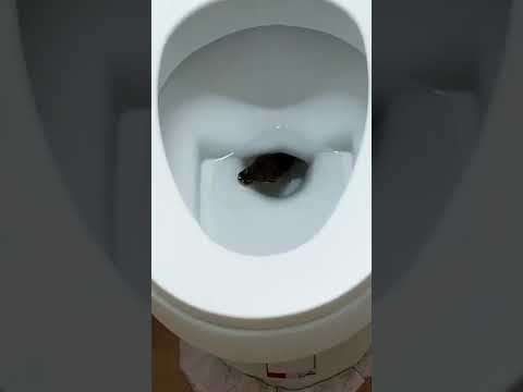 Large Snake Hides in Toilet || ViralHog