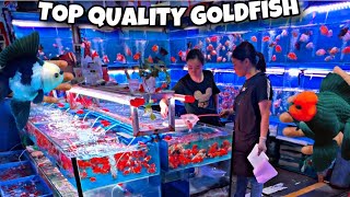 *HOW TO* Choose the PERFECT GOLDFISH From a TOP QUALITY BREEDER FARM!